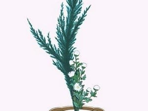 Ibuki & Shiragiku (Cypress & White Chrysanthemum leaves) in a Sunbachi by Josiah Conder - Art Print