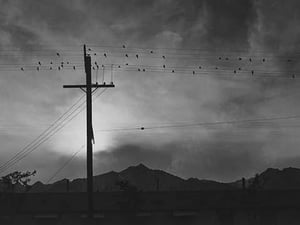 Birds on wire