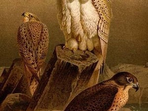 Arctic Falcon by Friedrich Wilhelm Kuhnert - Art Print
