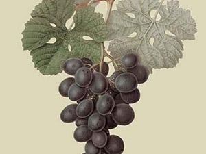 Raison de Carnes or Grape by William Hooker #2 - Art Print