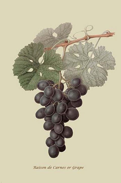 Raison de Carnes or Grape by William Hooker #2 - Art Print