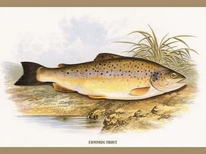 Common Trout by A.F. Lydon - Art Print