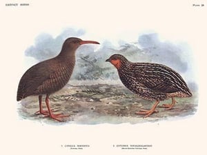 Cabalus Modestus