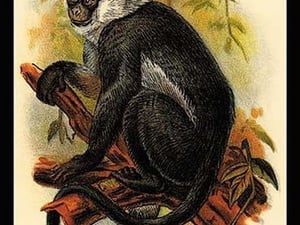 Hose's Langur by G.R. Waterhouse - Art Print