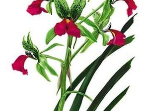 Cymbidium Rhodochilum by H.G. Moon - Art Print