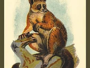 Allen's Galago by Sir William Jardine - Art Print