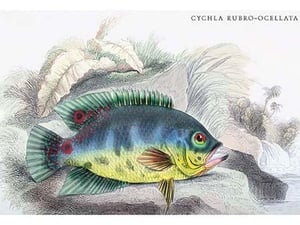 Cychla Rubro-Ocellata by Robert H. Schomburgk - Art Print