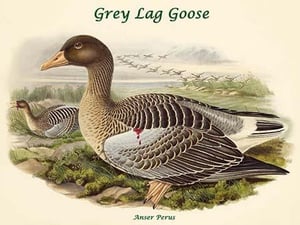 Anser Perus - Grey Lag Goose by John Gould - Art Print