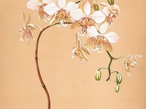 Phalenopsis Stuartiana; Philippine Orchid by Henry George Moon - Art Print