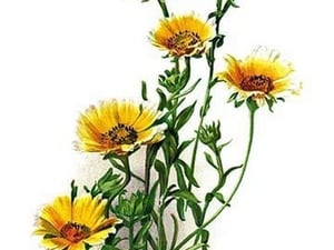 Tridax Gaillardioides by H.G. Moon - Art Print