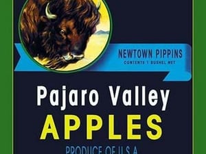 Buffalo Brand Apples - Art Print