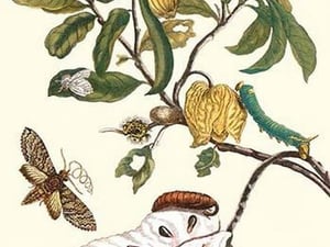 Custard Apple & Flower Moth by Maria Sibylla Merian - Art Print