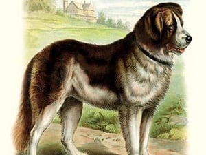 The Dog - Art Print