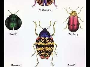 Beetles of Barbary and the Americas by Sir William Jardine - Art Print