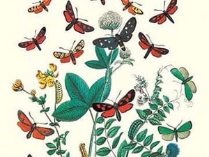 Moths: A. Infausta