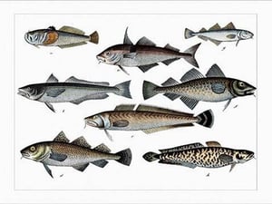 Collected Fish Specimens by Heinrich V. Schubert - Art Print