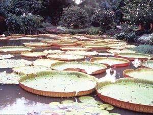 5 Foot Lily Pads by Cmdr. John Bortniak - Art Print