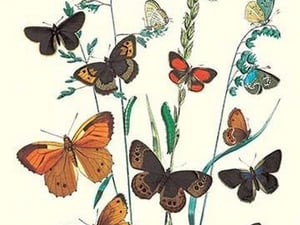 Butterflies: L. Roboris