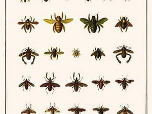 Bugs
