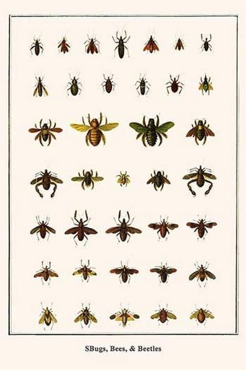 Bugs