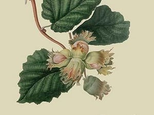 Cob Nut by William Hooker #2 - Art Print