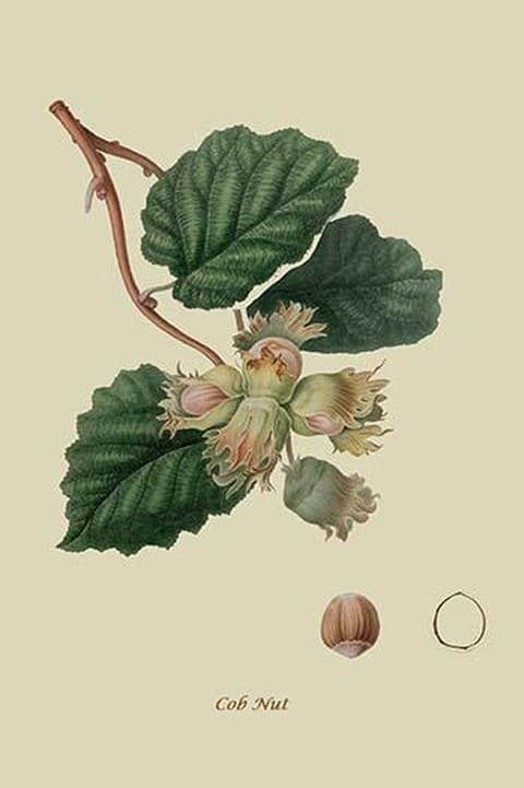 Cob Nut by William Hooker #2 - Art Print