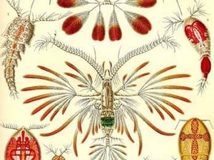 Crustaceans by Ernst Haeckel - Art Print