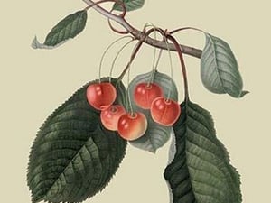 Elton Cherry by William Hooker #2 - Art Print