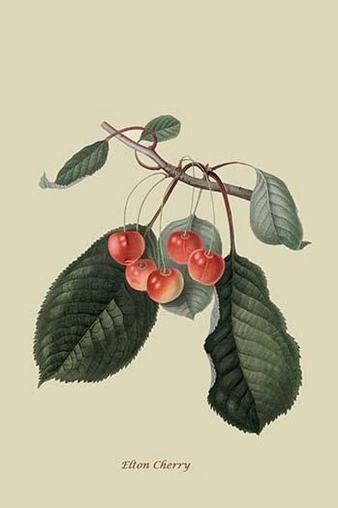 Elton Cherry by William Hooker #2 - Art Print