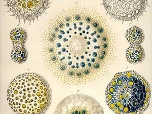 Collosphaera