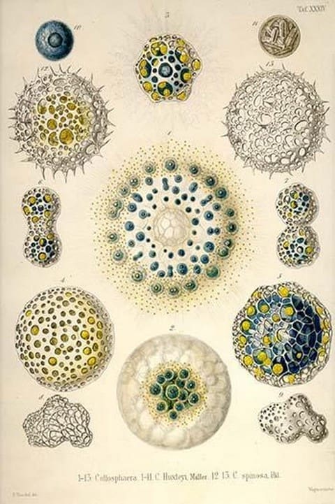 Collosphaera