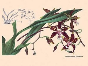 Orchid: Odontoglossum Tripudans - Art Print