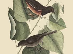Towhe Bird by Mark Catesby #2 - Art Print