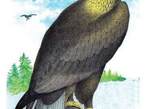 Golden Eagle