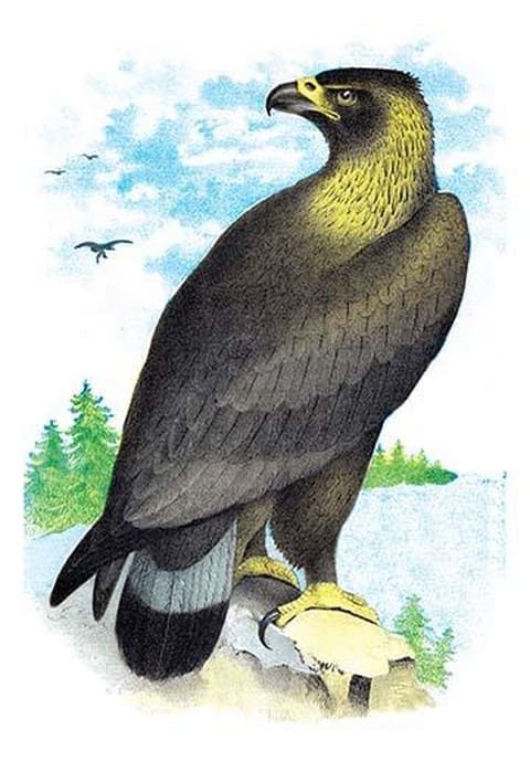 Golden Eagle