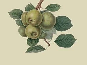 Robinson's Pippin - Apple by William Hooker - Art Print