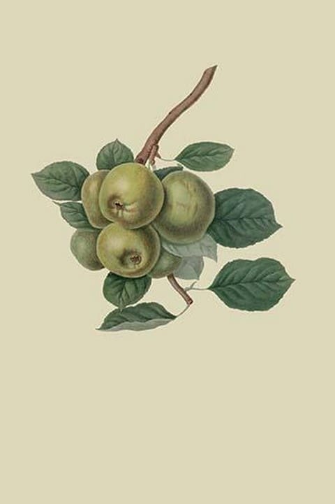 Robinson's Pippin - Apple by William Hooker - Art Print