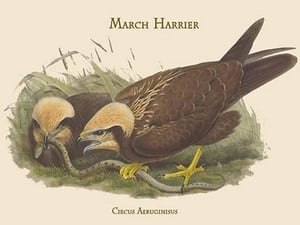 Circus Aeruginisus - March Harrier by John Gould #2 - Art Print
