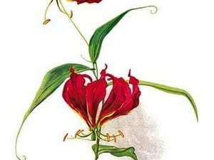 Gloriosa Rothschildiana by H.G. Moon - Art Print