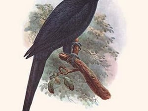 Anadorhynchus Purpurascens by Lionel Walter Rothschild - Art Print