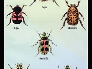 Beetles of Cape