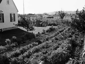 Homestead Project by Dorothea Lange - Art Print