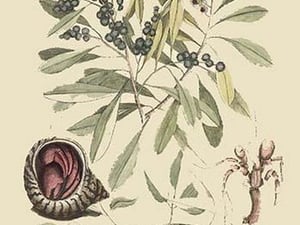 Hermit Crab by Mark Catesby - Art Print