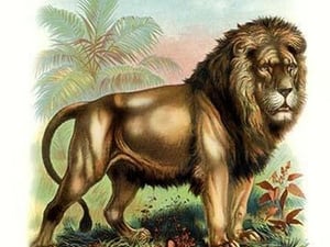 The Lion - Art Print