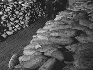 Benji Iguchi with squash by Ansel Adams - Art Print