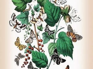 Moths: Venilia Macularia