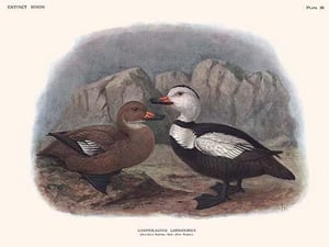 Camptolaemus Labradorius by Lionel Walter Rothschild - Art Print