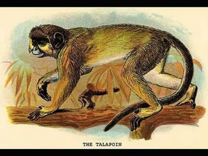 The Talapoin by G.R. Waterhouse - Art Print