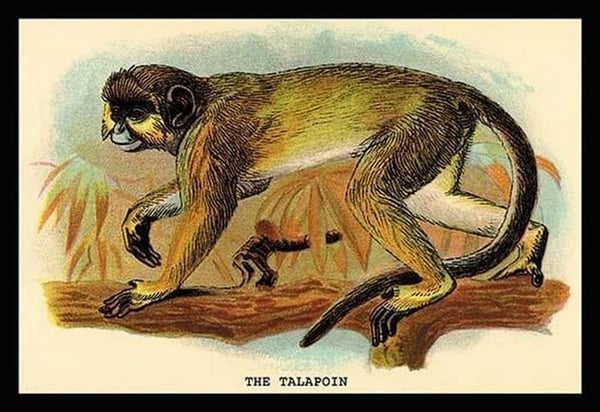 The Talapoin by G.R. Waterhouse - Art Print