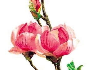 Magnolia Rustica: Fl. Rubra by H.G. Moon - Art Print